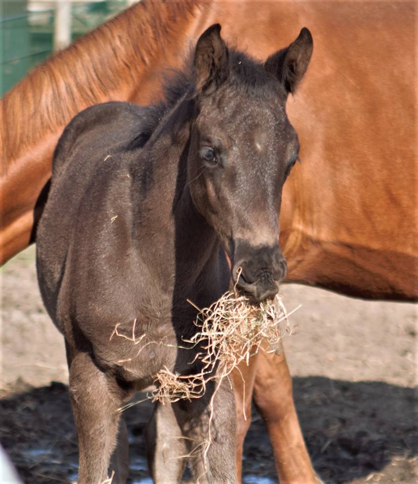 Stutfohlen von Saint Cyr u.d. Harmonie v. Kasparow - Foto: Sigrun Wiecha