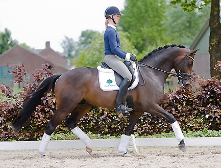 4-jhrig - Symont von Monteverdi und der Syvari v. Kostolany, Foto: Team Nijhof