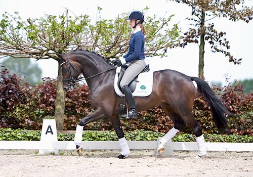 4-jhrig: Symont von Monteverdi und der Syvari v. Kostolany, Foto: Team Nijhof