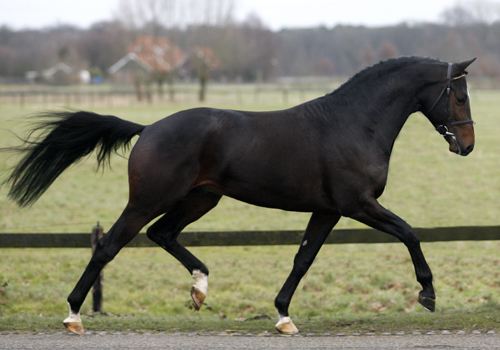 4-jhrig: Symont von Monteverdi und der Syvari v. Kostolany, Foto: Team Nijhof