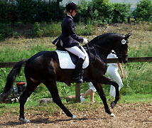 3jhriger Trakehner Hengst Symont v. Monteverdi - Kostolany