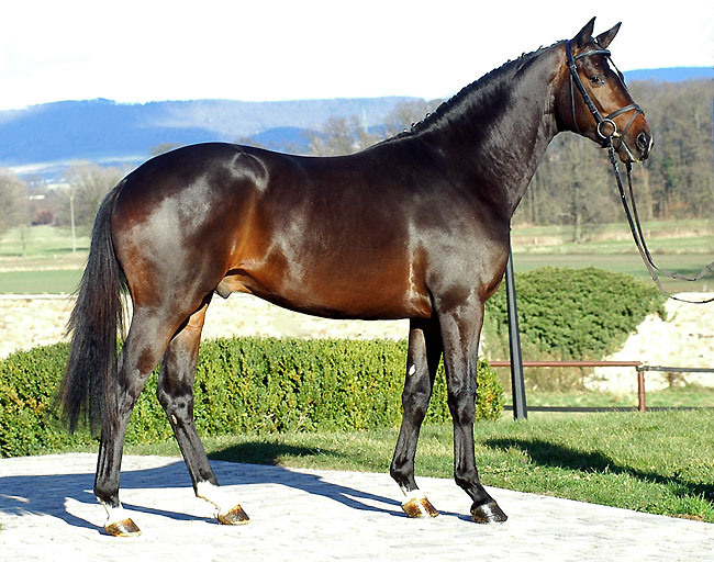 3-jhrig in Hmelschenburg: Symont von Monteverdi und der StPrSt. Syvari v. Kostolany, Foto: Beate Langels Gestt Hmelschenburg