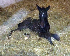 Trakehner Hengstfohlen von Oliver Twist u.d. Thirica
von Enrico Caruso - Gestt Hmelschenburg - Beate Langels