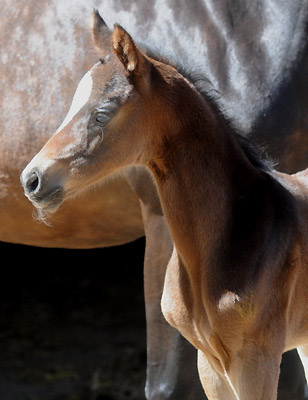 Stutfohlen von Totilas u.d. Trakehner Prmien- u. Staatsprmienstute Schwalbenfeder v. Summertime, Foto: Beate Langels, Trakehner Gestt Hmelschenburg