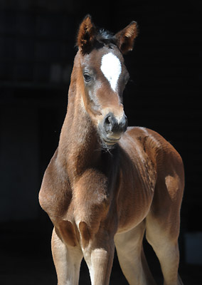 Stutfohlen von Totilas u.d. Trakehner Prmien- u. Staatsprmienstute Schwalbenfeder v. Summertime, Foto: Beate Langels, Trakehner Gestt Hmelschenburg