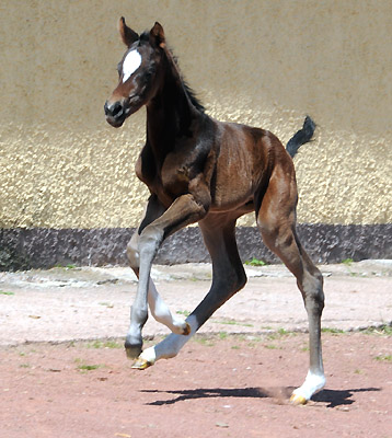 Stutfohlen von Totilas u.d. Trakehner Prmien- u. Staatsprmienstute Schwalbenfeder v. Summertime, Foto: Beate Langels, Trakehner Gestt Hmelschenburg