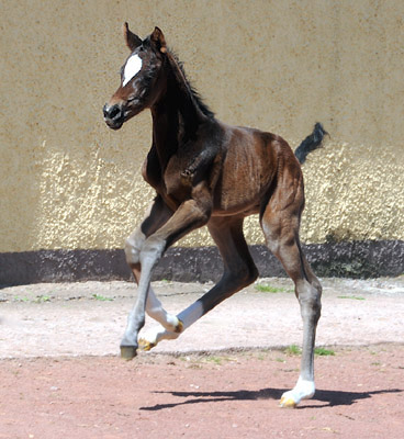 Stutfohlen von Totilas u.d. Trakehner Prmien- u. Staatsprmienstute Schwalbenfeder v. Summertime, Foto: Beate Langels, Trakehner Gestt Hmelschenburg