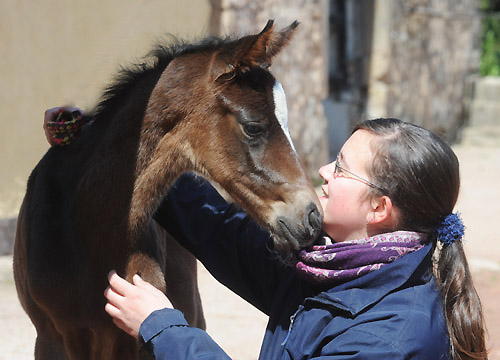 Stutfohlen von Totilas u.d. Trakehner Prmien- u. Staatsprmienstute Schwalbenfeder v. Summertime, Foto: Beate Langels, Trakehner Gestt Hmelschenburg