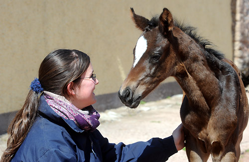 Stutfohlen von Totilas u.d. Trakehner Prmien- u. Staatsprmienstute Schwalbenfeder v. Summertime, Foto: Beate Langels, Trakehner Gestt Hmelschenburg