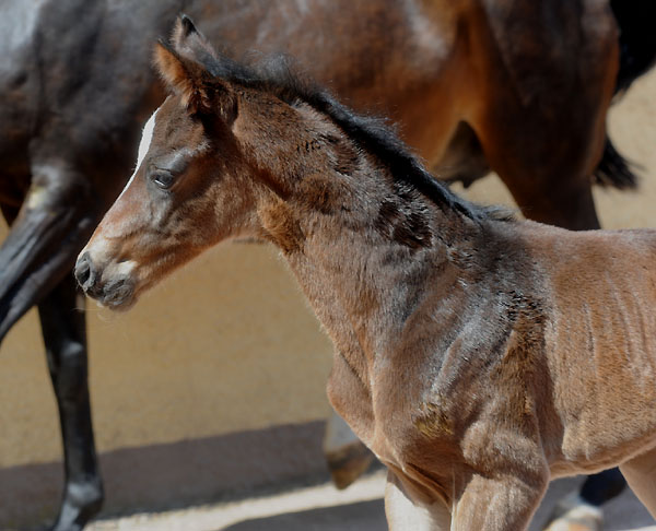 Stutfohlen von Totilas u.d. Trakehner Prmien- u. Staatsprmienstute Schwalbenfeder v. Summertime, Foto: Beate Langels, Trakehner Gestt Hmelschenburg