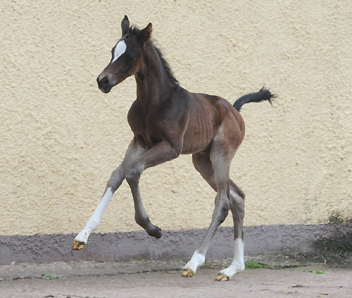 Stutfohlen von Totilas u.d. Trakehner Prmien- u. Staatsprmienstute Schwalbenfeder v. Summertime, Foto: Beate Langels, Trakehner Gestt Hmelschenburg