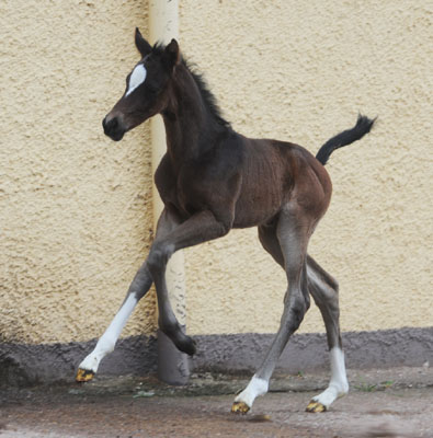 Stutfohlen von Totilas u.d. Trakehner Prmien- u. Staatsprmienstute Schwalbenfeder v. Summertime, Foto: Beate Langels, Trakehner Gestt Hmelschenburg