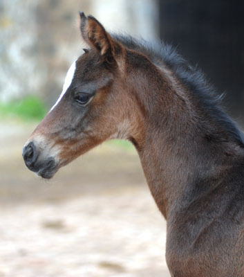 Stutfohlen von Totilas u.d. Trakehner Prmien- u. Staatsprmienstute Schwalbenfeder v. Summertime, Foto: Beate Langels, Trakehner Gestt Hmelschenburg