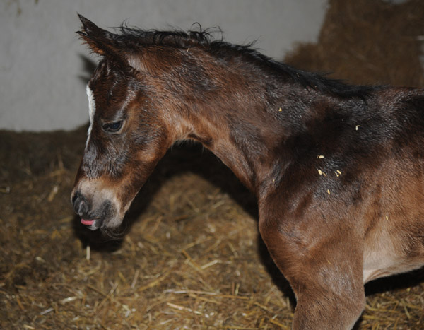 Stutfohlen von Totilas u.d. Trakehner Prmien- u. Staatsprmienstute Schwalbenfeder v. Summertime, Foto: Beate Langels, Trakehner Gestt Hmelschenburg