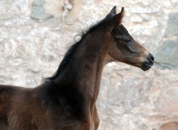 Stutfohlen von Totilas u.d. Trakehner Prmien- u. Staatsprmienstute Schwalbenfeder v. Summertime, Foto: Beate Langels, Trakehner Gestt Hmelschenburg