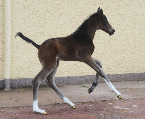 Stutfohlen von Totilas u.d. Trakehner Prmien- u. Staatsprmienstute Schwalbenfeder v. Summertime, Foto: Beate Langels, Trakehner Gestt Hmelschenburg