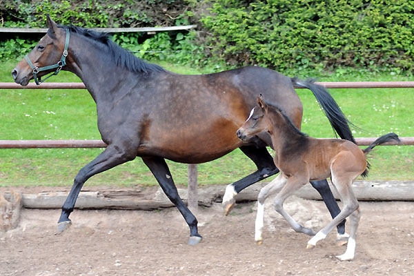 Stutfohlen von Totilas u.d. Trakehner Prmien- u. Staatsprmienstute Schwalbenfeder v. Summertime, Foto: Beate Langels, Trakehner Gestt Hmelschenburg