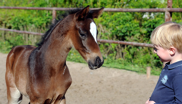 Stutfohlen von Totilas u.d. Trakehner Prmien- u. Staatsprmienstute Schwalbenfeder v. Summertime, Foto: Beate Langels, Trakehner Gestt Hmelschenburg