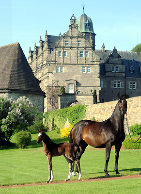 Stutfohlen von Totilas u.d. Trakehner Prmien- u. Staatsprmienstute Schwalbenfeder v. Summertime, Foto: Beate Langels, Trakehner Gestt Hmelschenburg