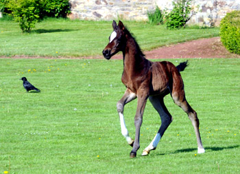 Stutfohlen von Totilas u.d. Trakehner Prmien- u. Staatsprmienstute Schwalbenfeder v. Summertime, Foto: Beate Langels, Trakehner Gestt Hmelschenburg