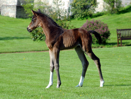 Stutfohlen von Totilas u.d. Trakehner Prmien- u. Staatsprmienstute Schwalbenfeder v. Summertime, Foto: Beate Langels, Trakehner Gestt Hmelschenburg