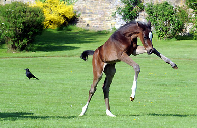 Stutfohlen von Totilas u.d. Trakehner Prmien- u. Staatsprmienstute Schwalbenfeder v. Summertime, Foto: Beate Langels, Trakehner Gestt Hmelschenburg