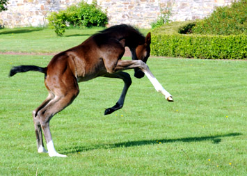 Stutfohlen von Totilas u.d. Trakehner Prmien- u. Staatsprmienstute Schwalbenfeder v. Summertime, Foto: Beate Langels, Trakehner Gestt Hmelschenburg