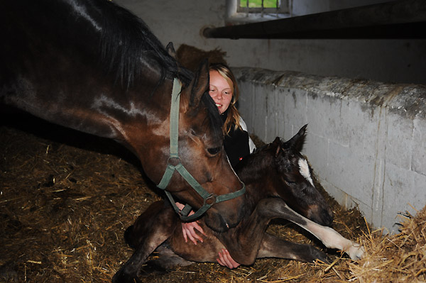 Stutfohlen von Totilas u.d. Trakehner Prmien- u. Staatsprmienstute Schwalbenfeder v. Summertime, Foto: Beate Langels, Trakehner Gestt Hmelschenburg