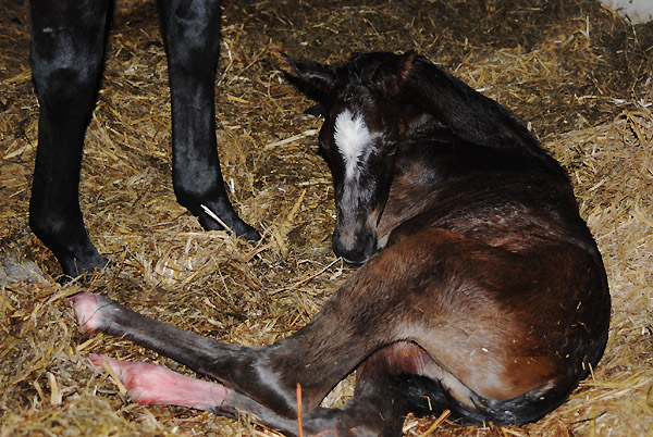 Stutfohlen von Totilas u.d. Trakehner Prmien- u. Staatsprmienstute Schwalbenfeder v. Summertime, Foto: Beate Langels, Trakehner Gestt Hmelschenburg