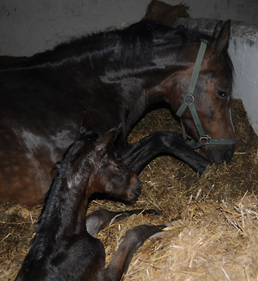 Stutfohlen von Totilas u.d. Trakehner Prmien- u. Staatsprmienstute Schwalbenfeder v. Summertime, Foto: Beate Langels, Trakehner Gestt Hmelschenburg