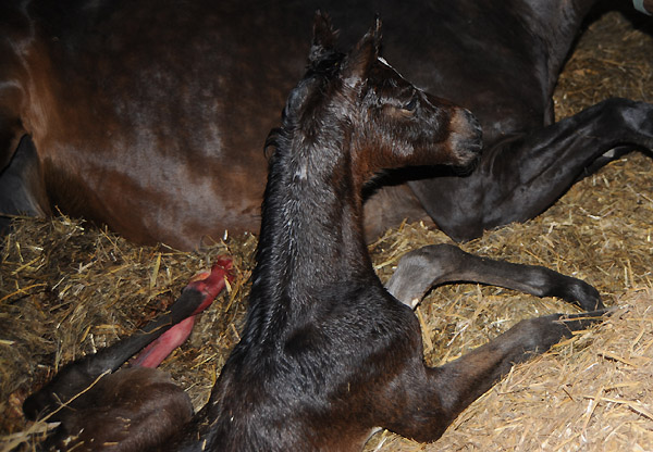 Stutfohlen von Totilas u.d. Trakehner Prmien- u. Staatsprmienstute Schwalbenfeder v. Summertime, Foto: Beate Langels, Trakehner Gestt Hmelschenburg