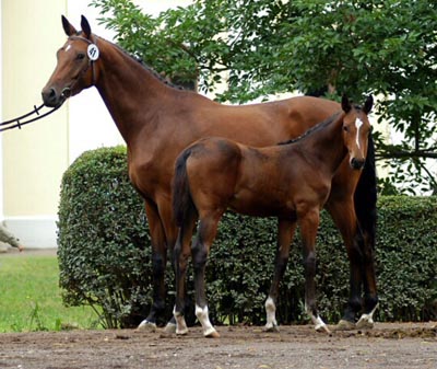 Trakehner Hengst Timberlane von Exclusiv u.d. Tabea von Summertime - Gestt Hmelschenburg