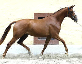 Taormina - Trakehner Stute von Freudenfest u.d. Thirza von Karon