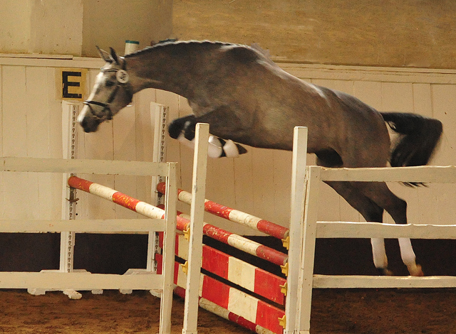 Trakehner Stute Tea Cup von Exclusiv u.d. Teatime v. Summertime - Foto: Beate Langels - Trakehner Gestt Hmelschenburg