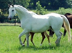 Elitestute Thirza von Karon u.d. Thiara v. Falke