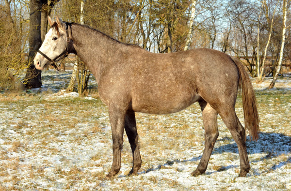   3jhriger Trakehner Wallach Tilly von Leonidas u.d. Thirica v. Enrico Caruso - Foto: Beate Langels - Trakehner Gestt Hmelschenburg