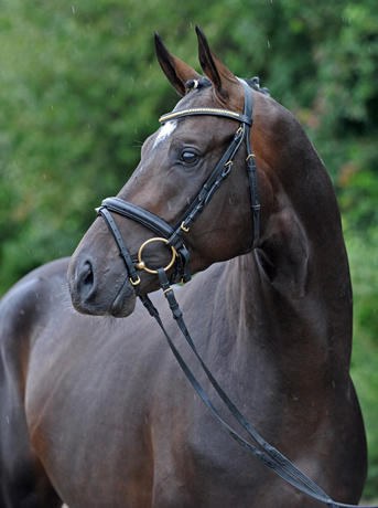 Touch my heart von Herzruf - Trakehner Gestt Hmelschenburg