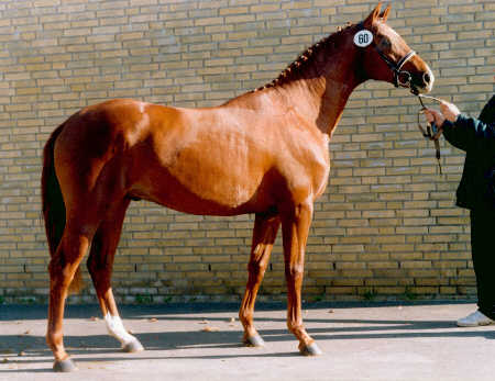 Trakehner Prmienhengst Tolstoi von Kostolany, Foto: Grfin Dohna