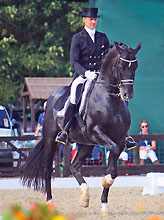 Totilas by Gribaldi (by Kostolany), Foto: Anni Smith, www.Hippodot.com