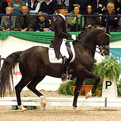 Kostolany-Enkel Totilas v. Gribaldi und Edward Gal - Foto: Beate Langels, Gestt Hmelschenburg