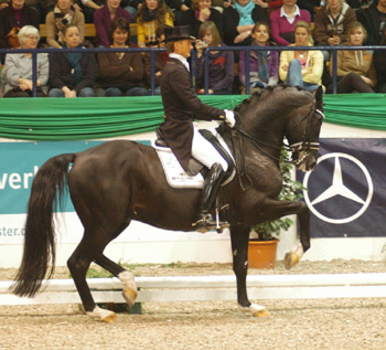 Dressur Europameister TOTILAS und Edward Gal - ein Enkel des Trakehner Hengstes Kostolany - Foto: Beate Langels - Trakehner Gestt Hmelschenburg