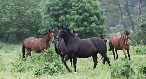 in der Mitte: Pr. u. StPrSt. Vittoria v. Exclusiv - Foto: Ulrike Sahm