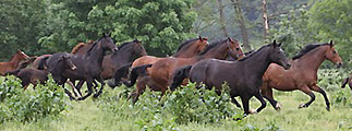 Die Hmelschenburger Stutenherde - aufgenommen von Ulrike Sahm