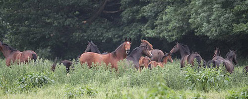 Die Hmelschenburger Stutenherde in der Mitte Guendalina, Vittoria u. Schwalbenmelodie - Foto: Ulrike Sahm