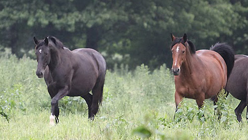 Vittoria u. Kalmar - Foto: Ulrike Sahm