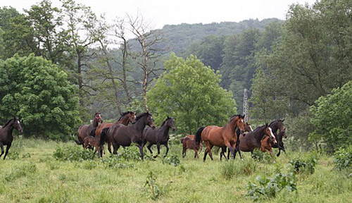 Die Hmelschenburger Stutenherde - Foto: Ulrike Sahm