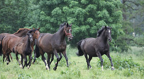 vorn: Schwalbenmelodie, Schwalbenfeder und Schwalbenflair - Foto: Ulrike Sahm