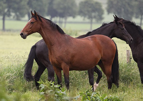 vorn Kalmar dahinter vittoria - Foto: Ulrike Sahm