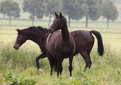 Schwalbenspiel und Vittoria - Foto: Ulrike Sahm