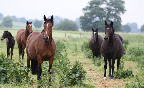 Kalmar, Schwalbenflair und Schwalbenspiel - Foto: Ulrike Sahm
